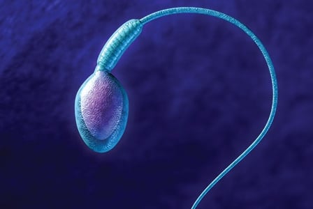 What About His Fertility?
